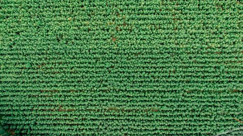 Free Aerial shot capturing the vibrant green rows of a vast agricultural field, perfect for nature photography. Stock Photo