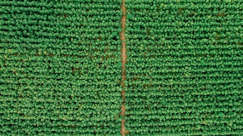 Bird's Eye View Of Trees During Daytime