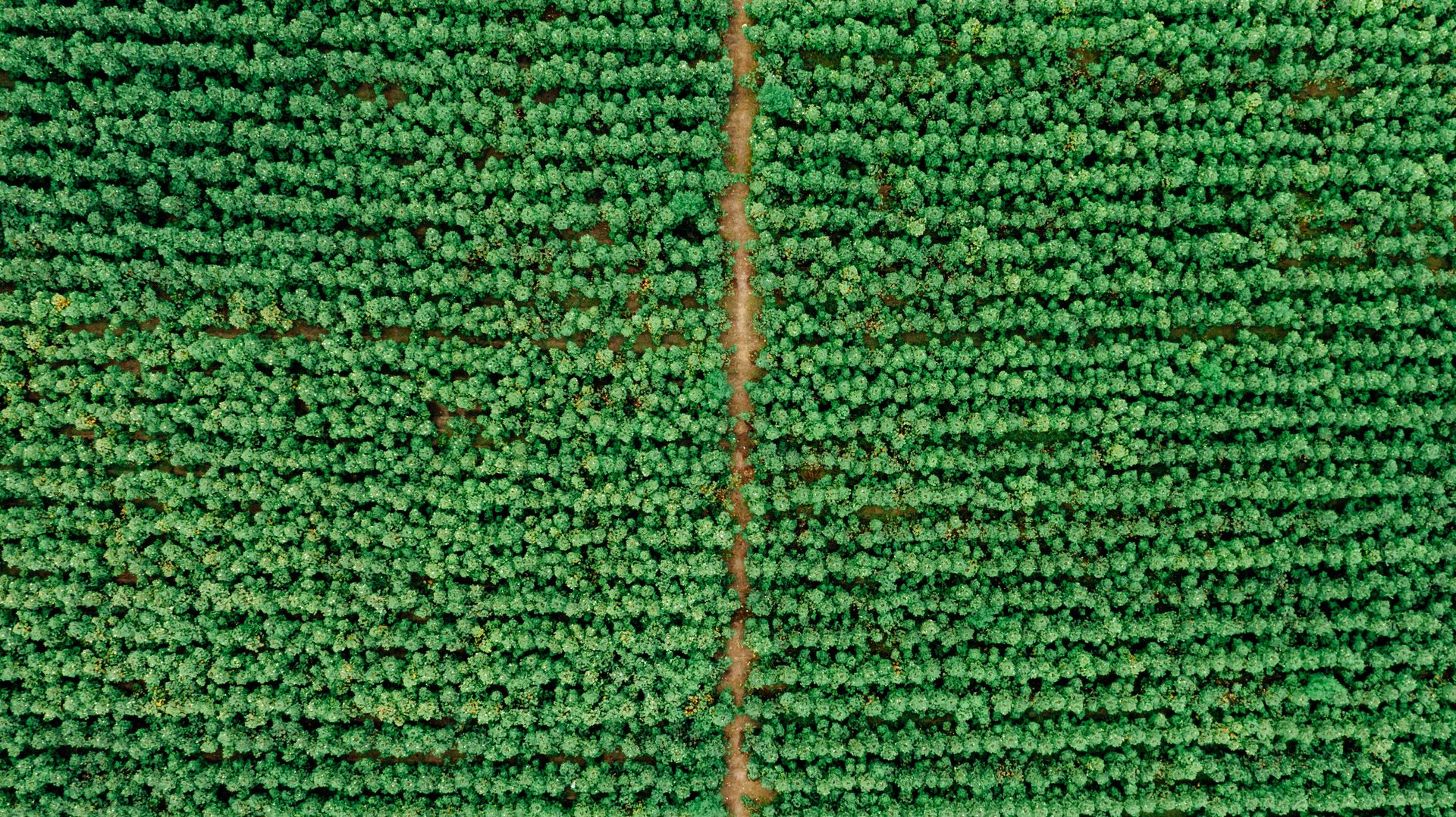 Drone shot capturing lush green farmland with neat rows of crops, showcasing natural agricultural beauty.