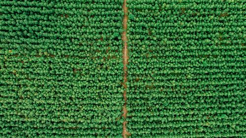 Free Drone shot capturing lush green farmland with neat rows of crops, showcasing natural agricultural beauty. Stock Photo