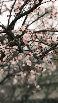 Close-up of delicate pink spring blossoms on bare tree branches. Perfect for nature themes.