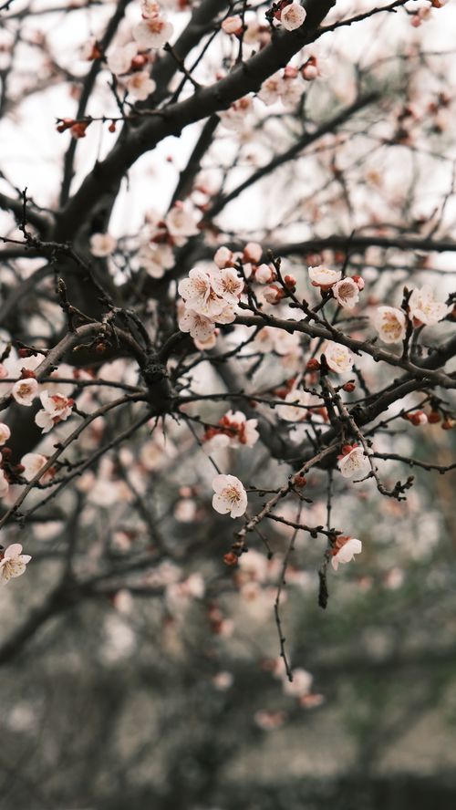 Free Close-up of delicate pink spring blossoms on bare tree branches. Perfect for nature themes. Stock Photo