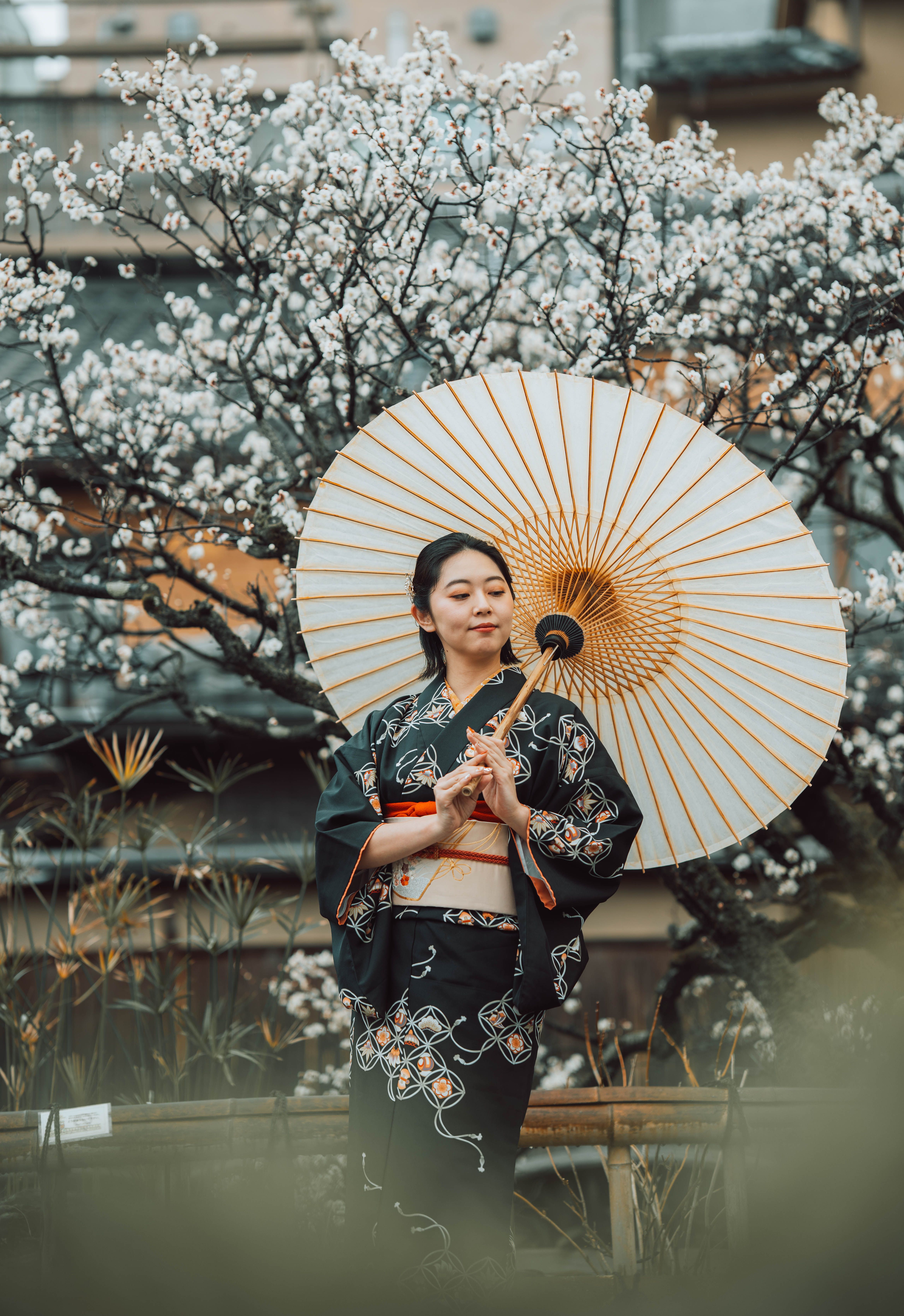 Elegant Japanese woman in kimono with parasol under plum blossoms in Kyoto.