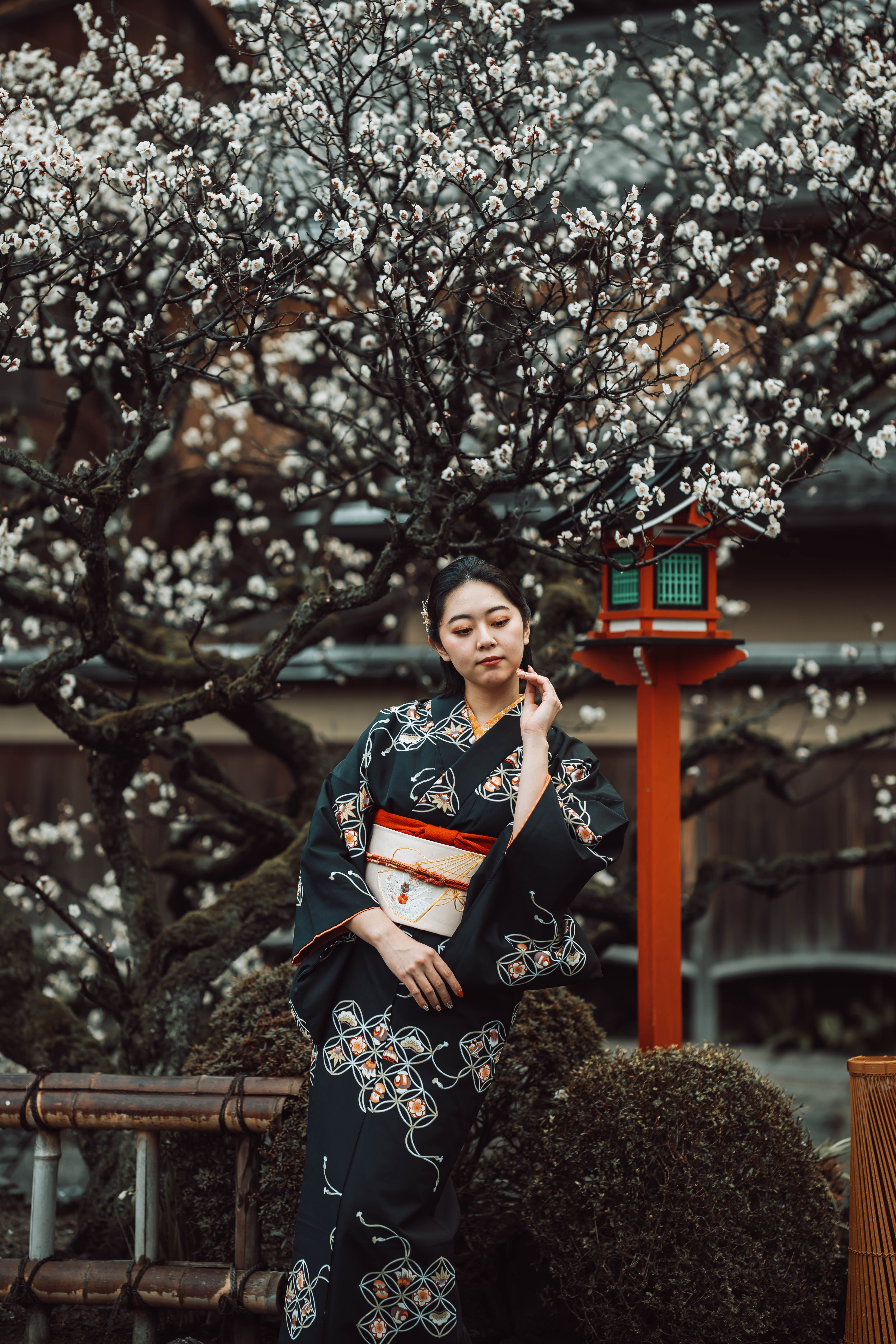 Japanese woman in a kimono poses by plum blossoms, Kyoto.