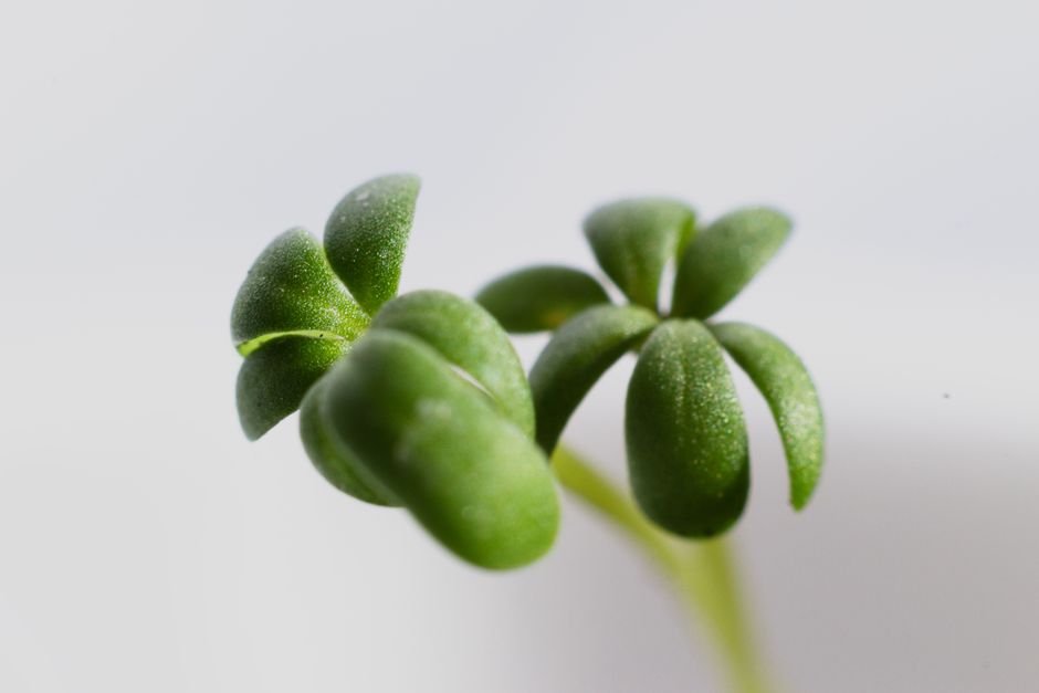 Close-up of the first true leaves emerging between the rounded cotyledon leaves - how to harvest microgreens Close-up of the first true leaves emerging between the rounded cotyledon leaves - how to harvest microgreens