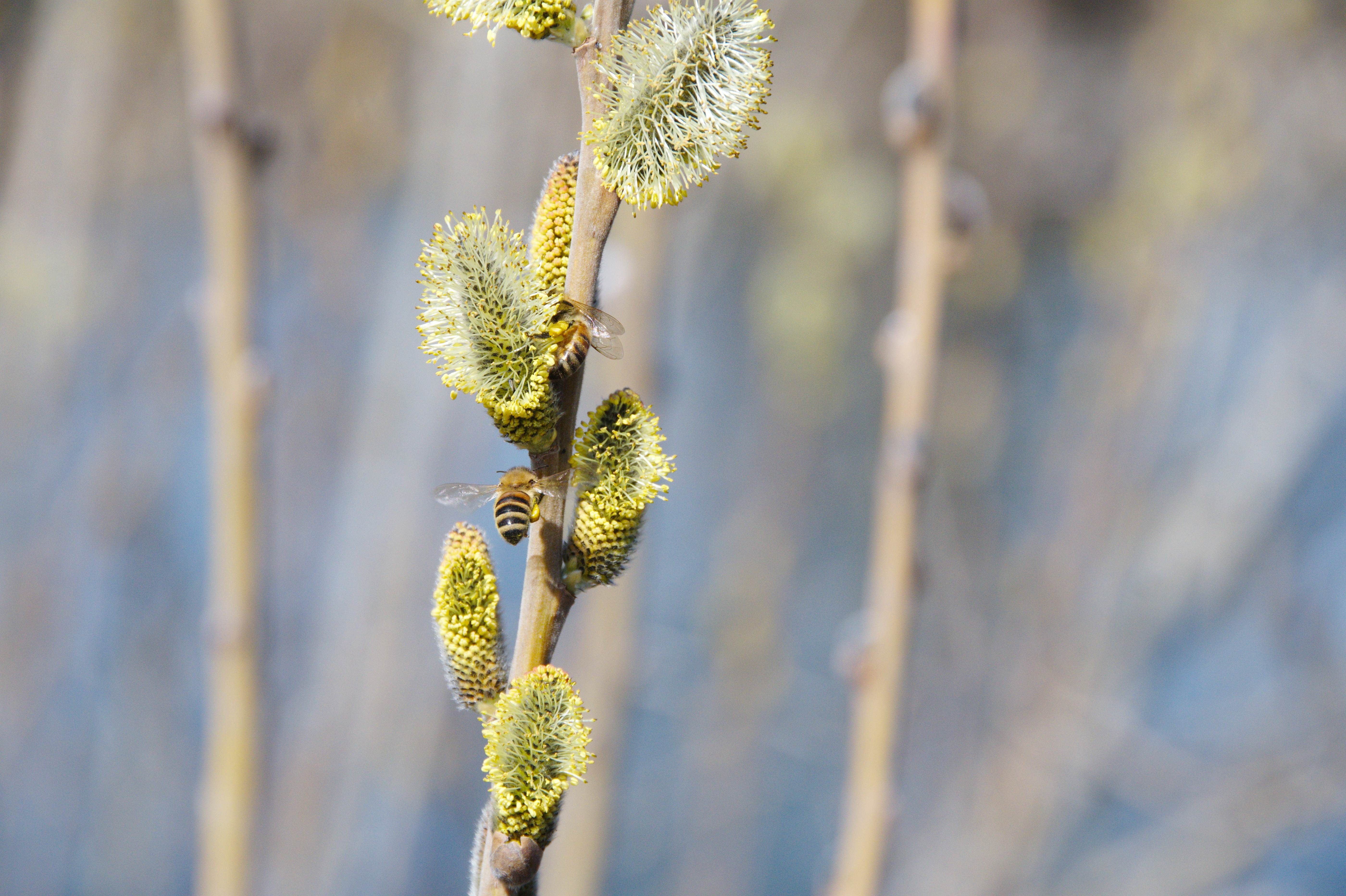 Bee pollinating willow catkins — male tree pollen and tree reproduction Surrey BC