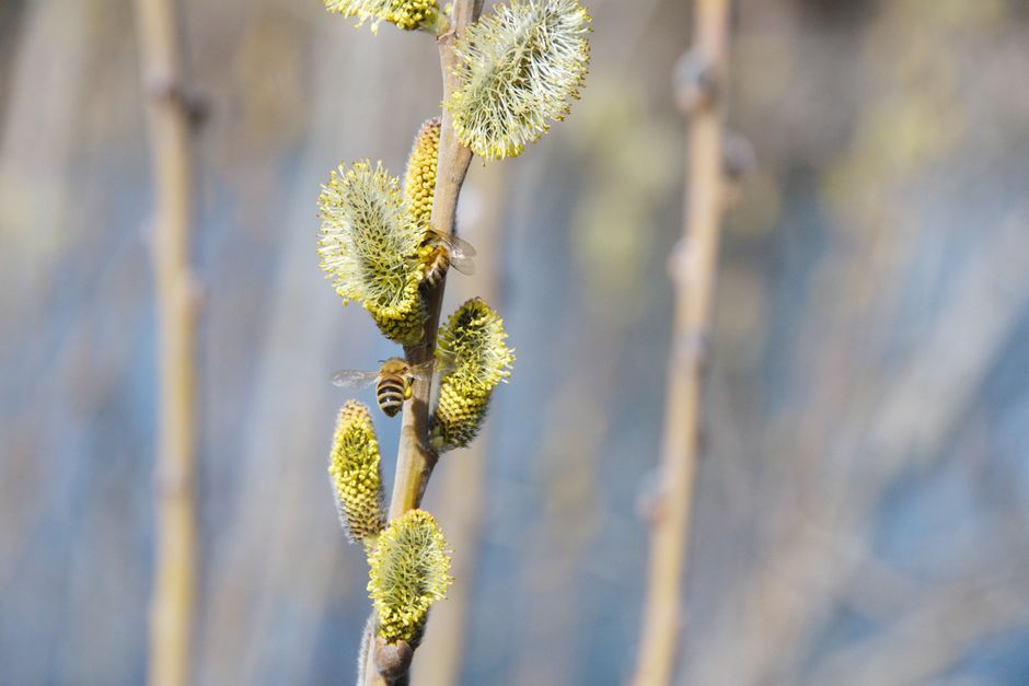 Bee pollinating willow catkins — male tree pollen and tree reproduction Surrey BC