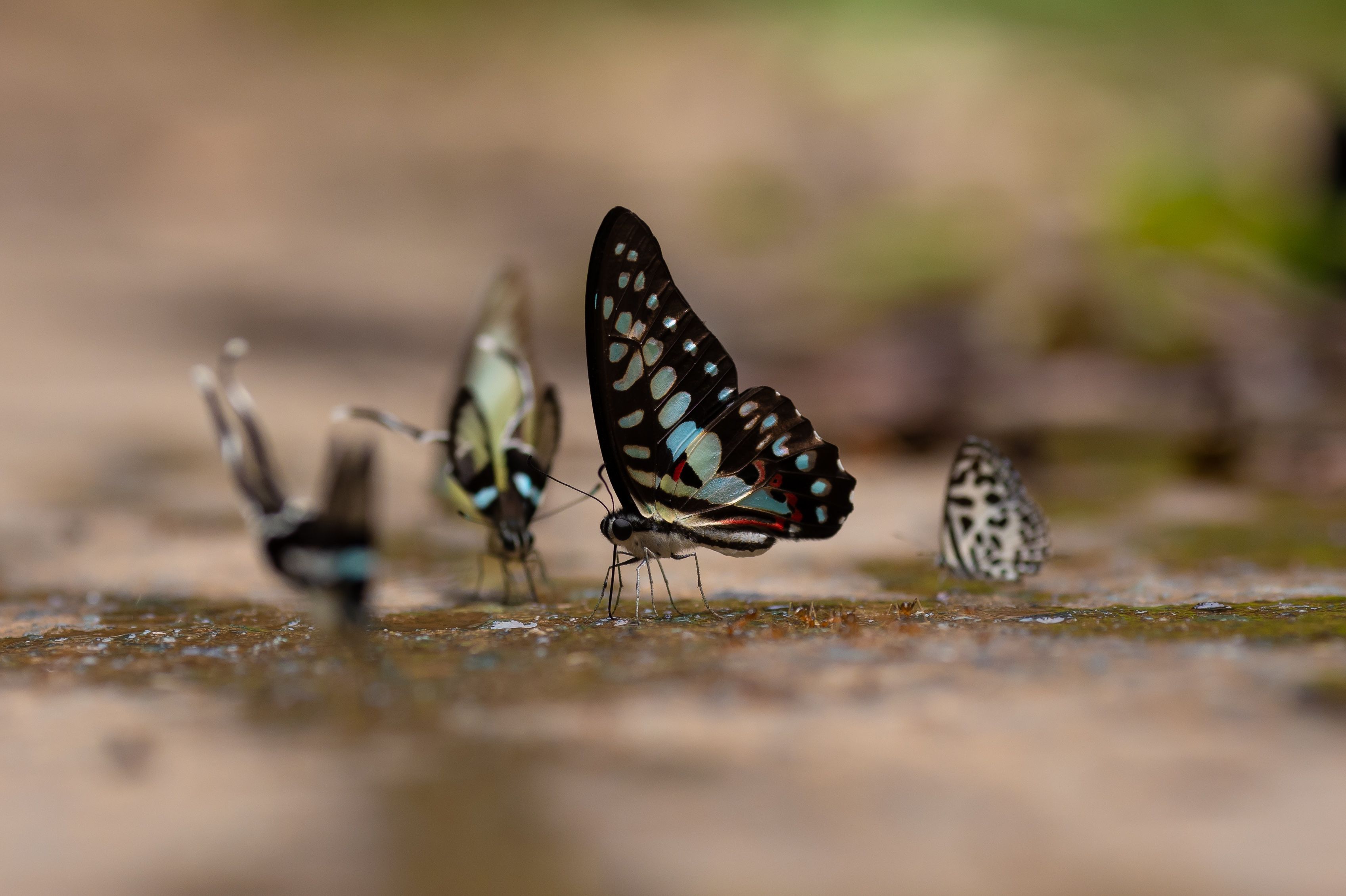 Insect Ecology Photos, Download The BEST Free Insect Ecology Stock