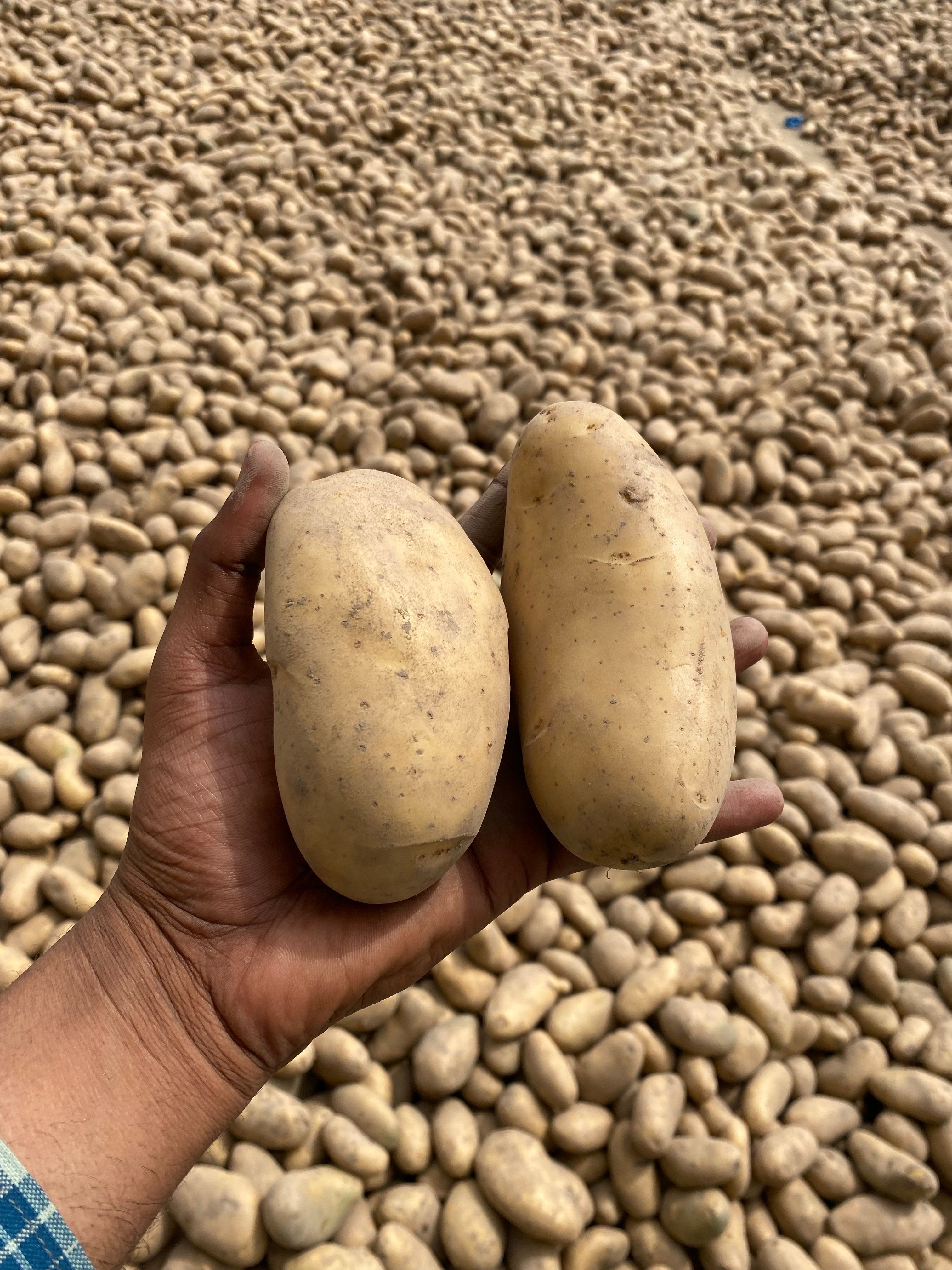 Hortifruti