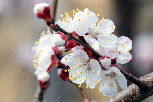 Free Stunning close-up of cherry plum flowers blooming, symbolizing spring's beauty and renewal. Stock Photo