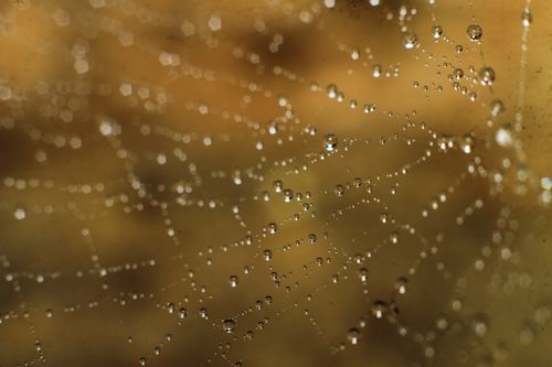 Free Stunning macro image capturing a spider web adorned with dewdrops against a blurred background. Stock Photo