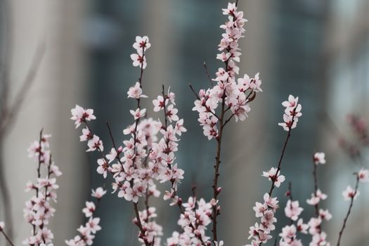Delicate cherry blossoms in full bloom against an urban backdrop.