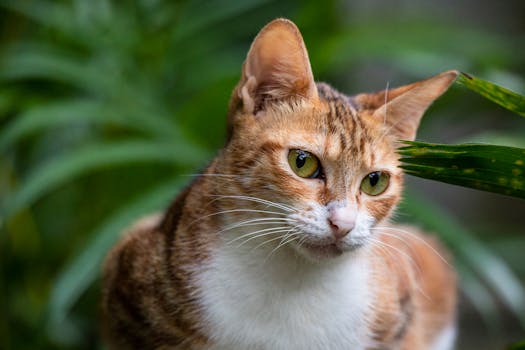 一只虎斑猫的特写十分迷人，背景是绿色的眼睛和郁郁葱葱的植被