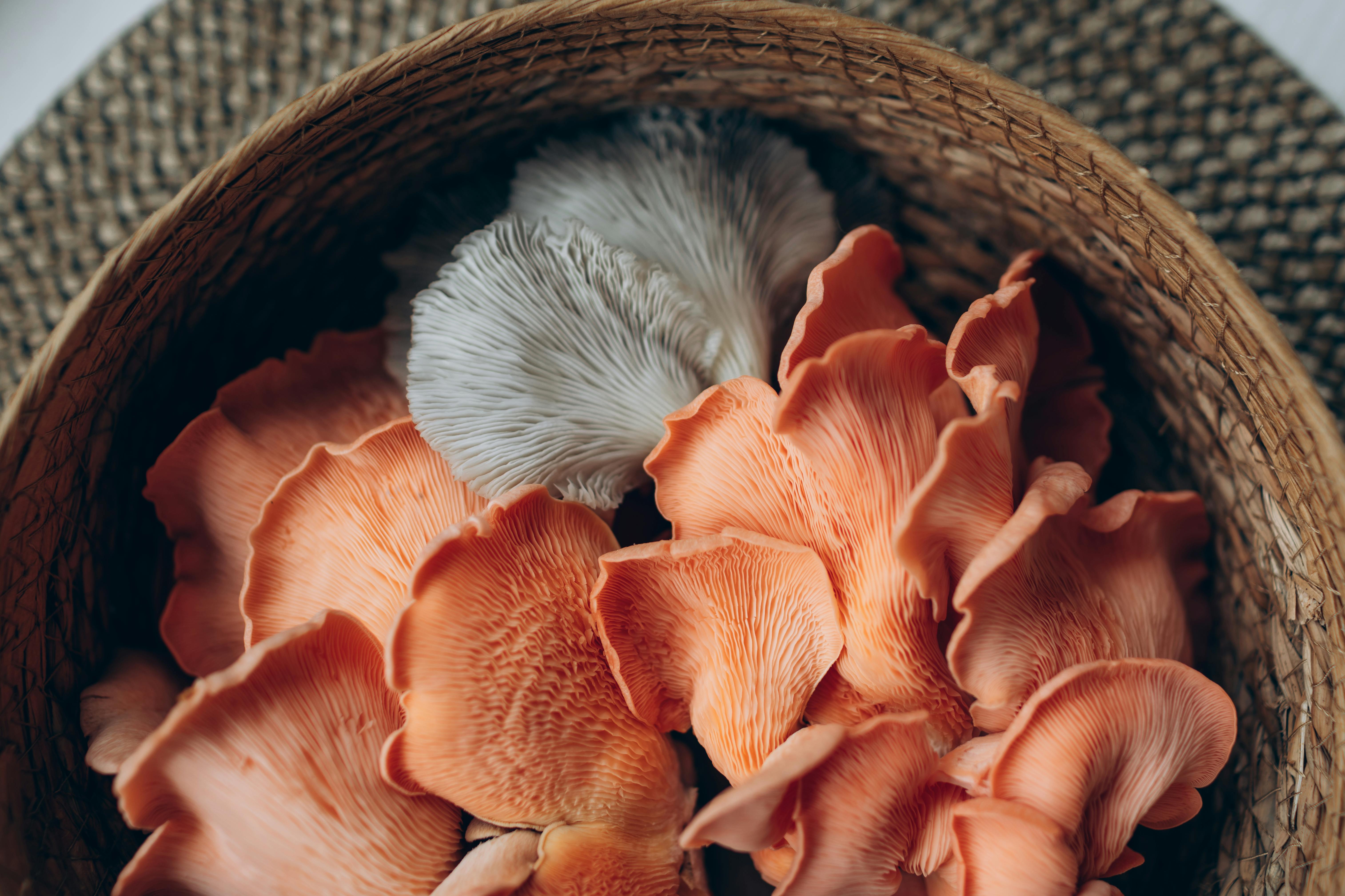 Detailed view of oyster mushrooms in a woven basket, showcasing their texture and color.
