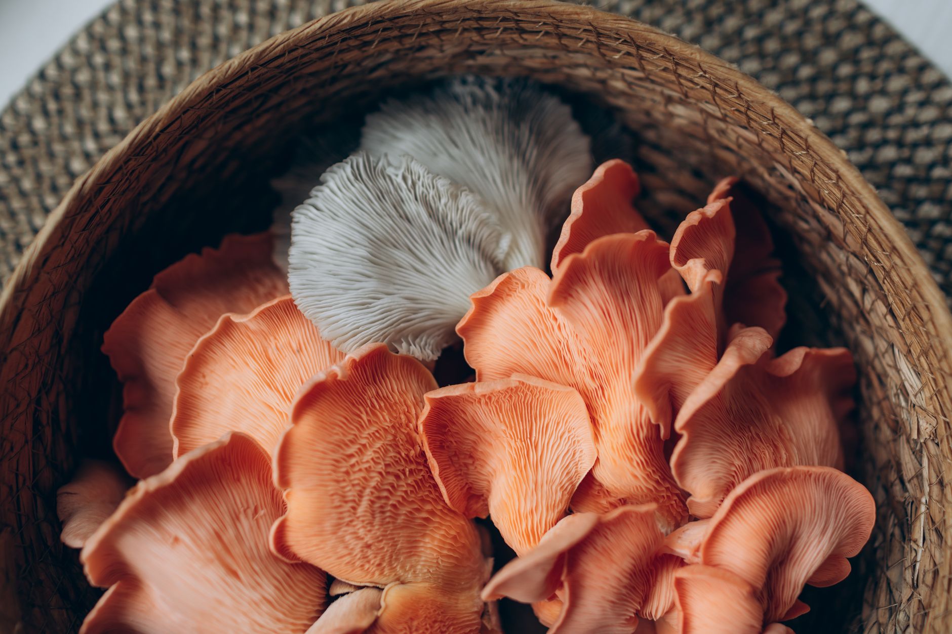 Detailed view of oyster mushrooms in a woven basket, showcasing their texture and color.