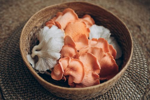 Colourful oyster mushrooms in a basket