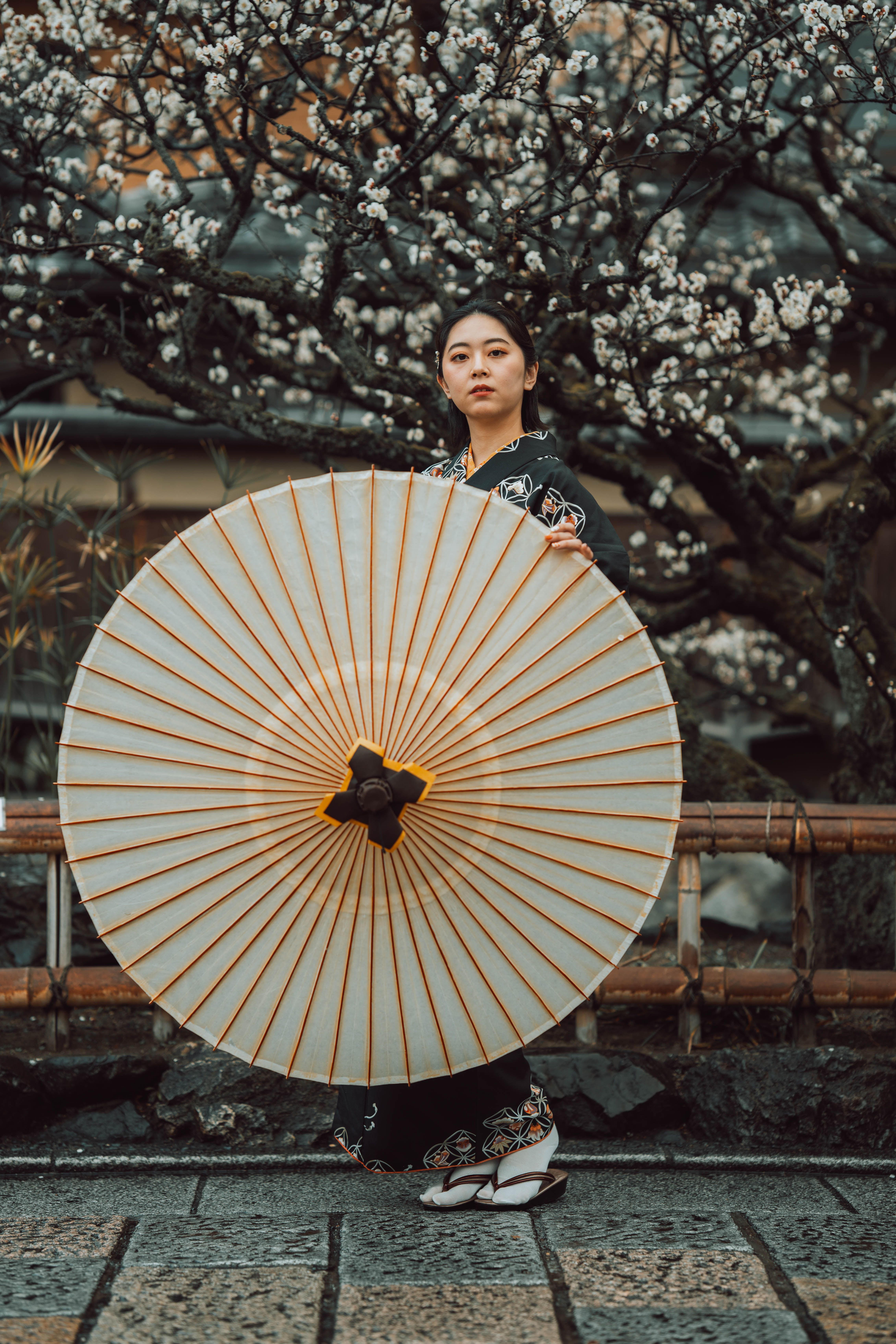Portrait of a Japanese woman in a kimono holding an umbrella, in front of blooming plum flowers in K