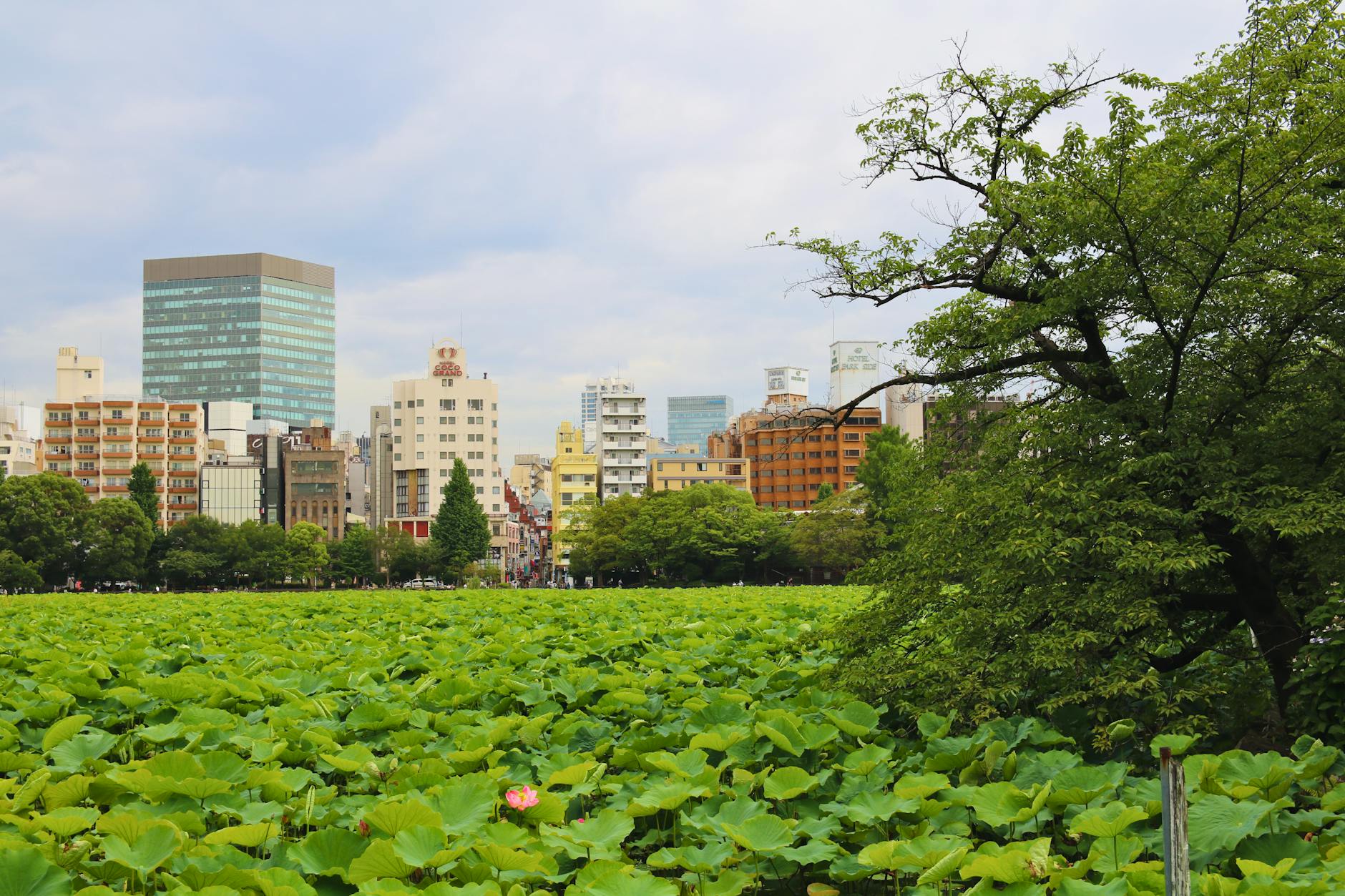우에노 공원의 벚꽃, 인생샷 명소 발견! 🌸 우에노 공원의 벚꽃, 인생샷 명소 발견! 🌸