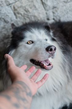 Friendly Siberian Husky enjoys human interaction against textured stone wall.