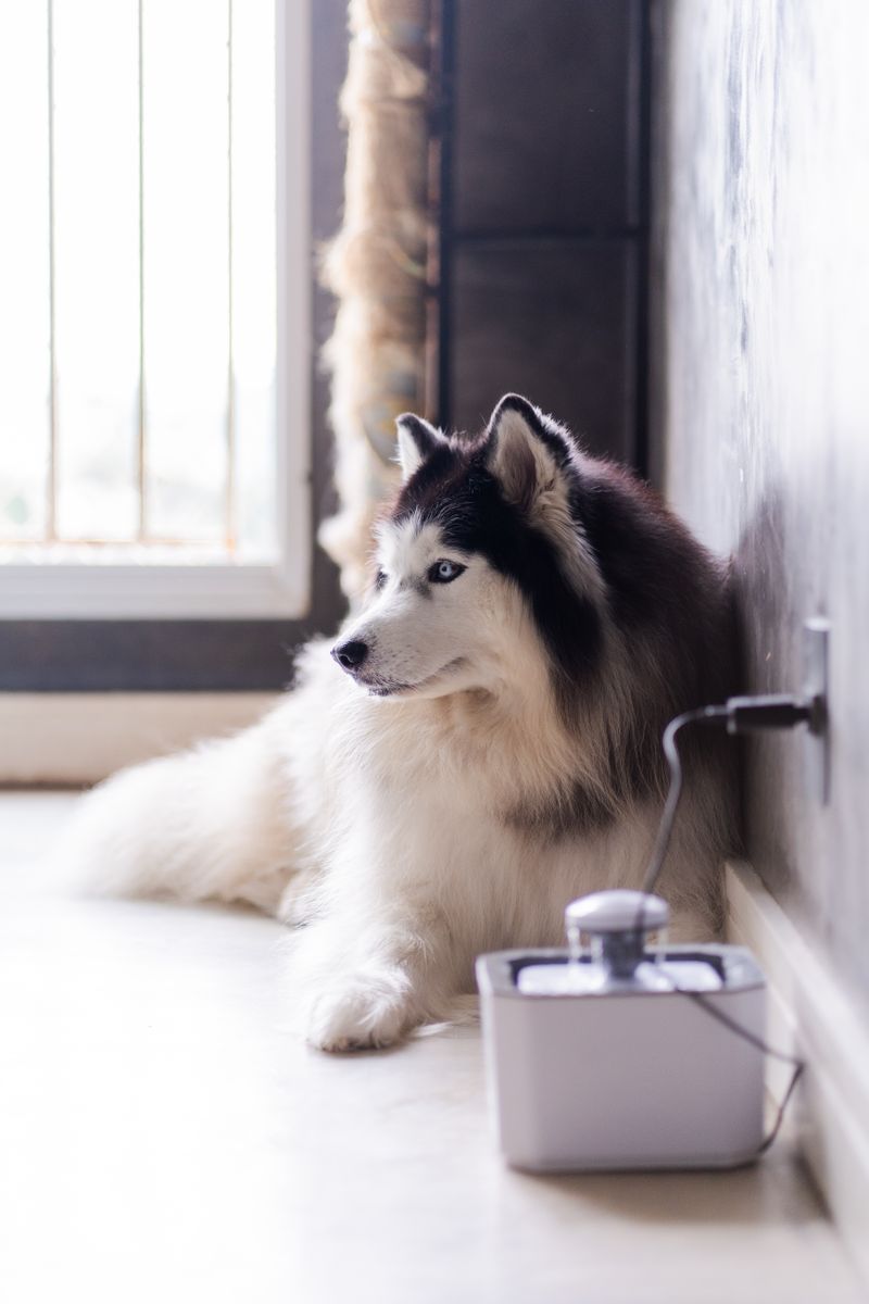 Benny - photo 1