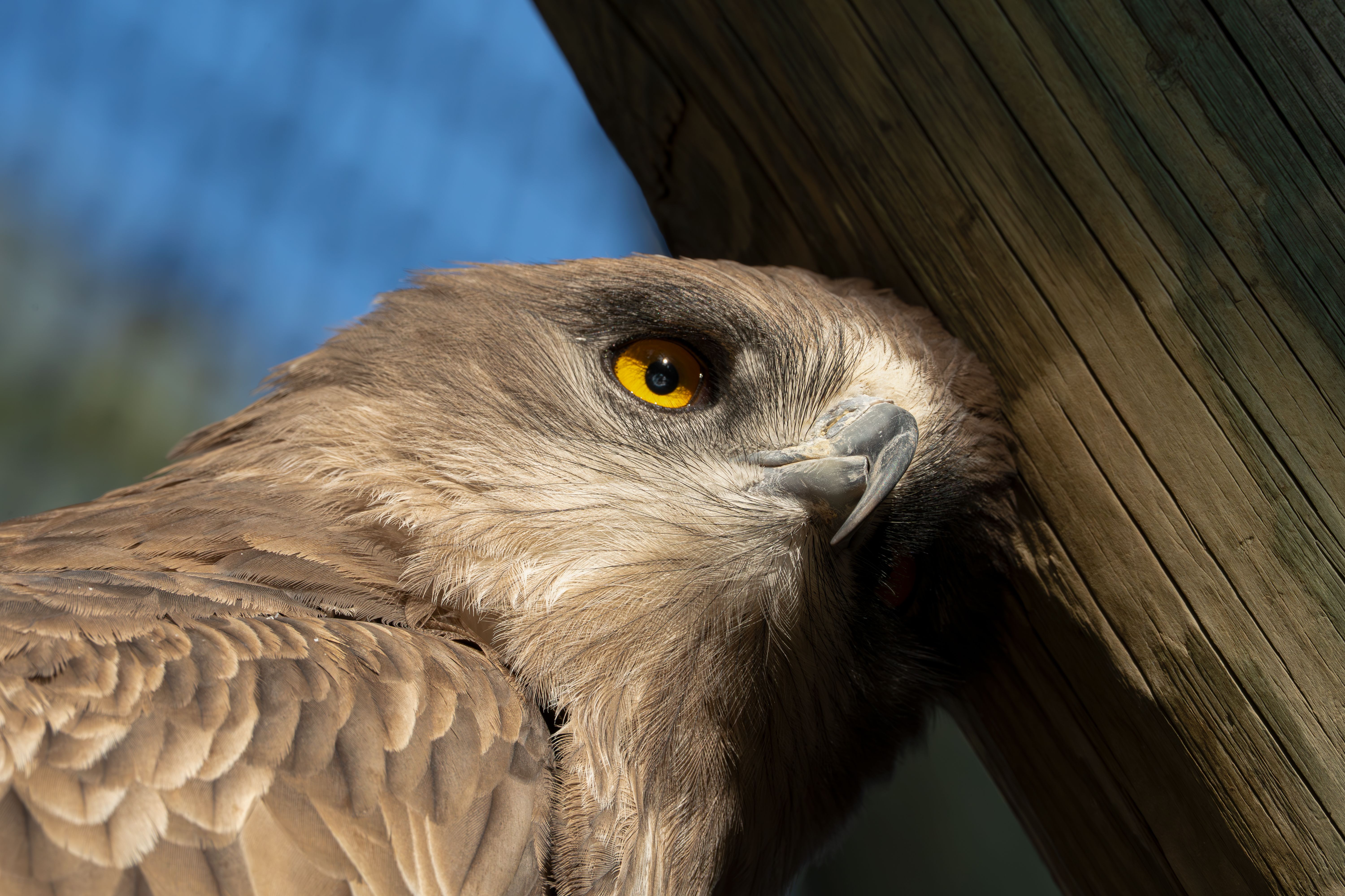 Eagle Eye Shelter Trail
