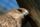 eagle eye