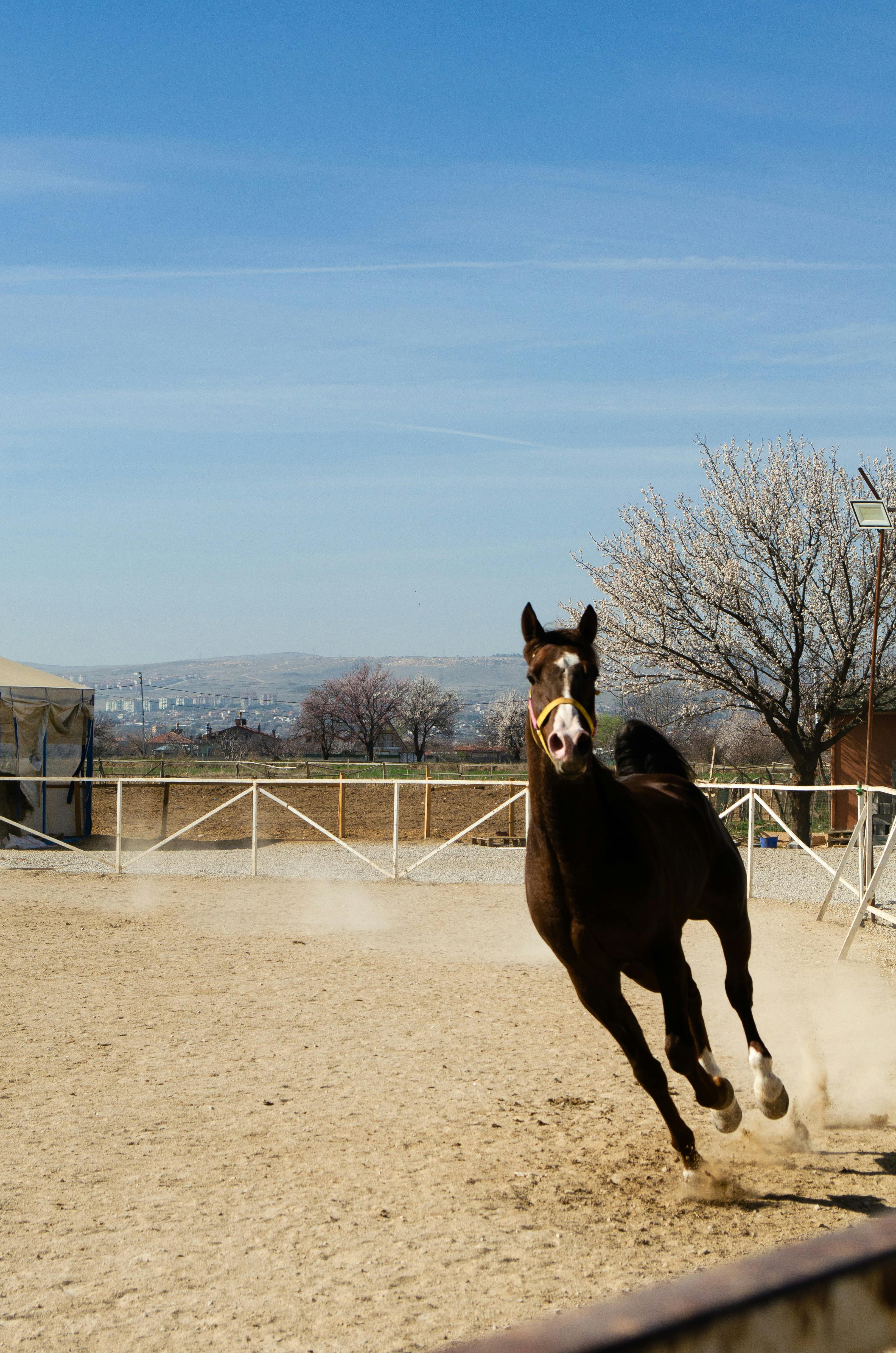 5 Things to Look for in a Safe Riding School Near Santa Clarita