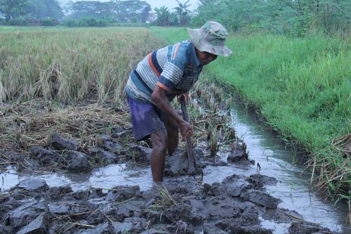Free An Indonesian farmer cultivating muddy rice fields, showcasing traditional agricultural practices. Stock Photo