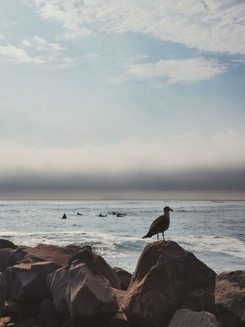 Free A peaceful coastal view with a seagull on rocks and surfers in the distance at sea. Stock Photo