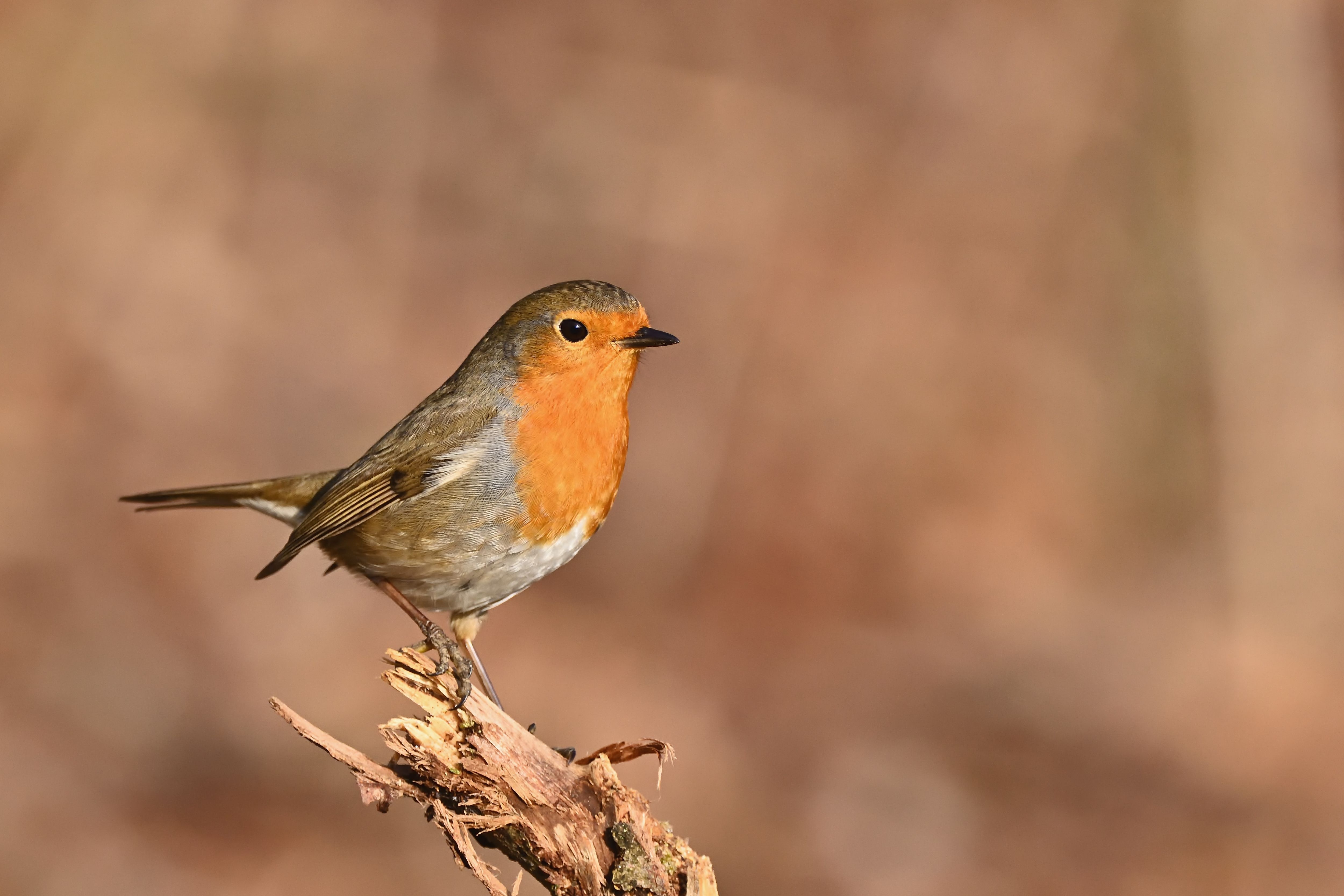 Close-up of a European robin (Erithacus rubecula) on a branch against a blurred background.