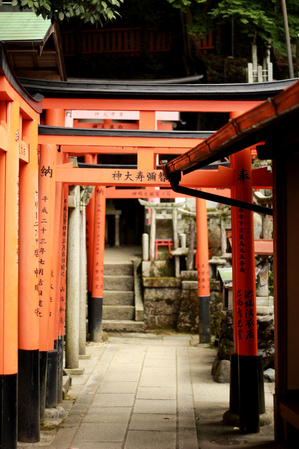 Rows of bright orange torii gates lining the path up Mount Inari at Fushimi Inari Taisha in Kyoto Japan
