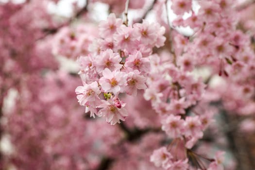 Close-up of cherry blossoms in full bloom during spring in New York City.