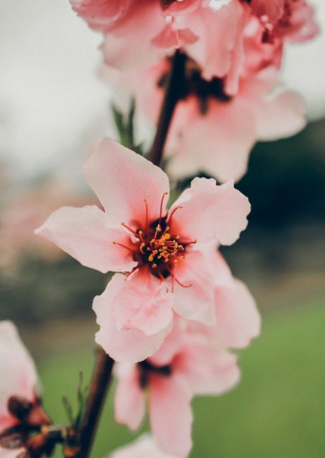 A detailed close-up of pink peach blossoms in full bloom, capturing the delicate beauty of spring in Napa Valley.