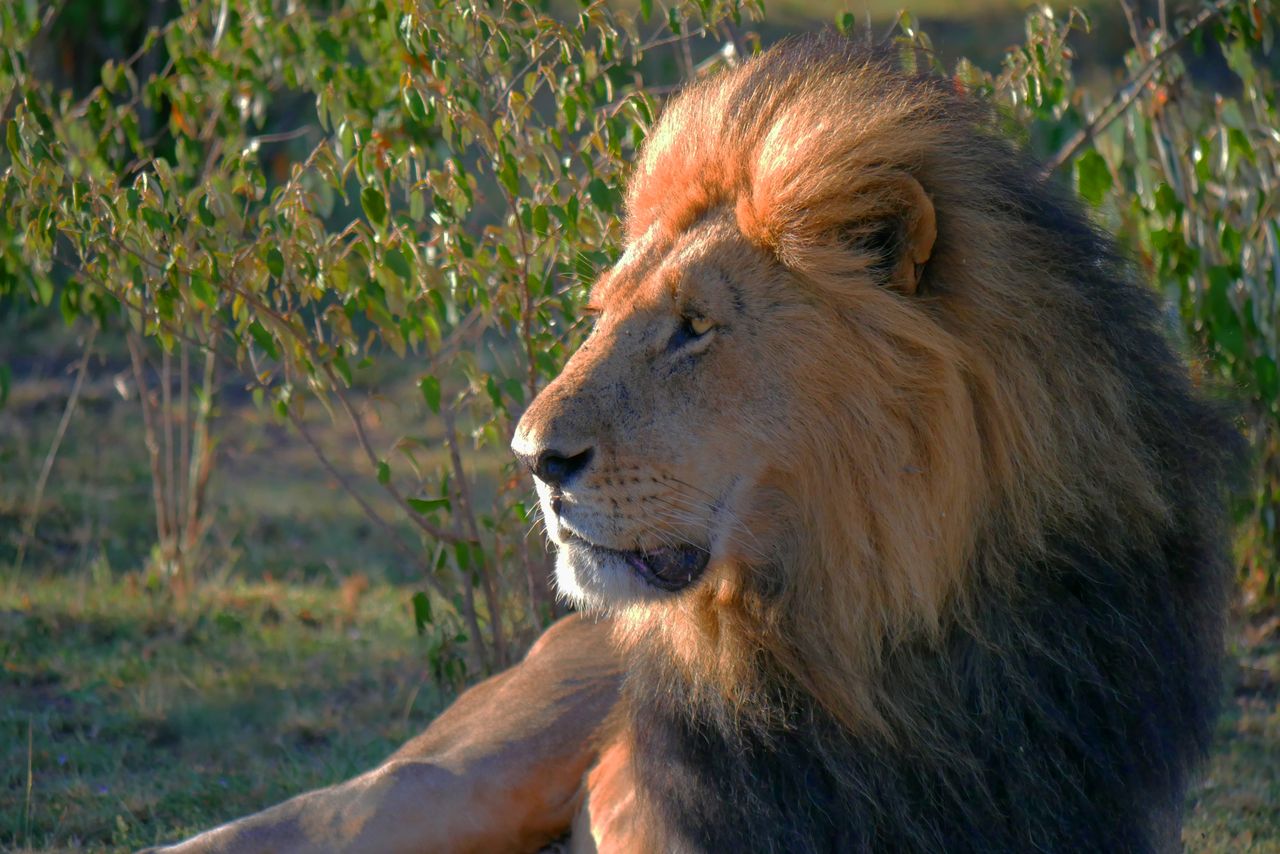 a powerful african lion sitting in the kenyan savanna exuding strength