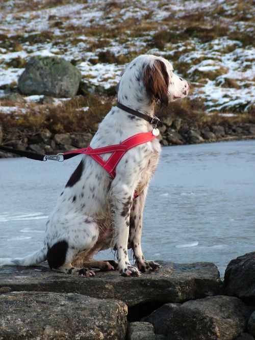 Free English Setter with red harness sitting by a frozen lake in winter landscape. Stock Photo