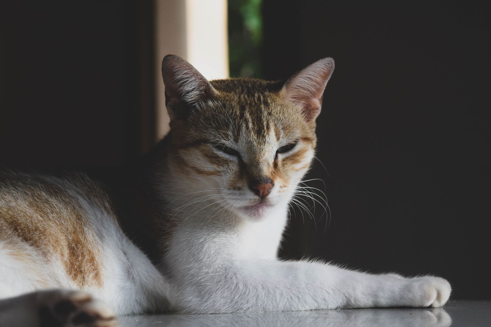 Veterinary care for a cat