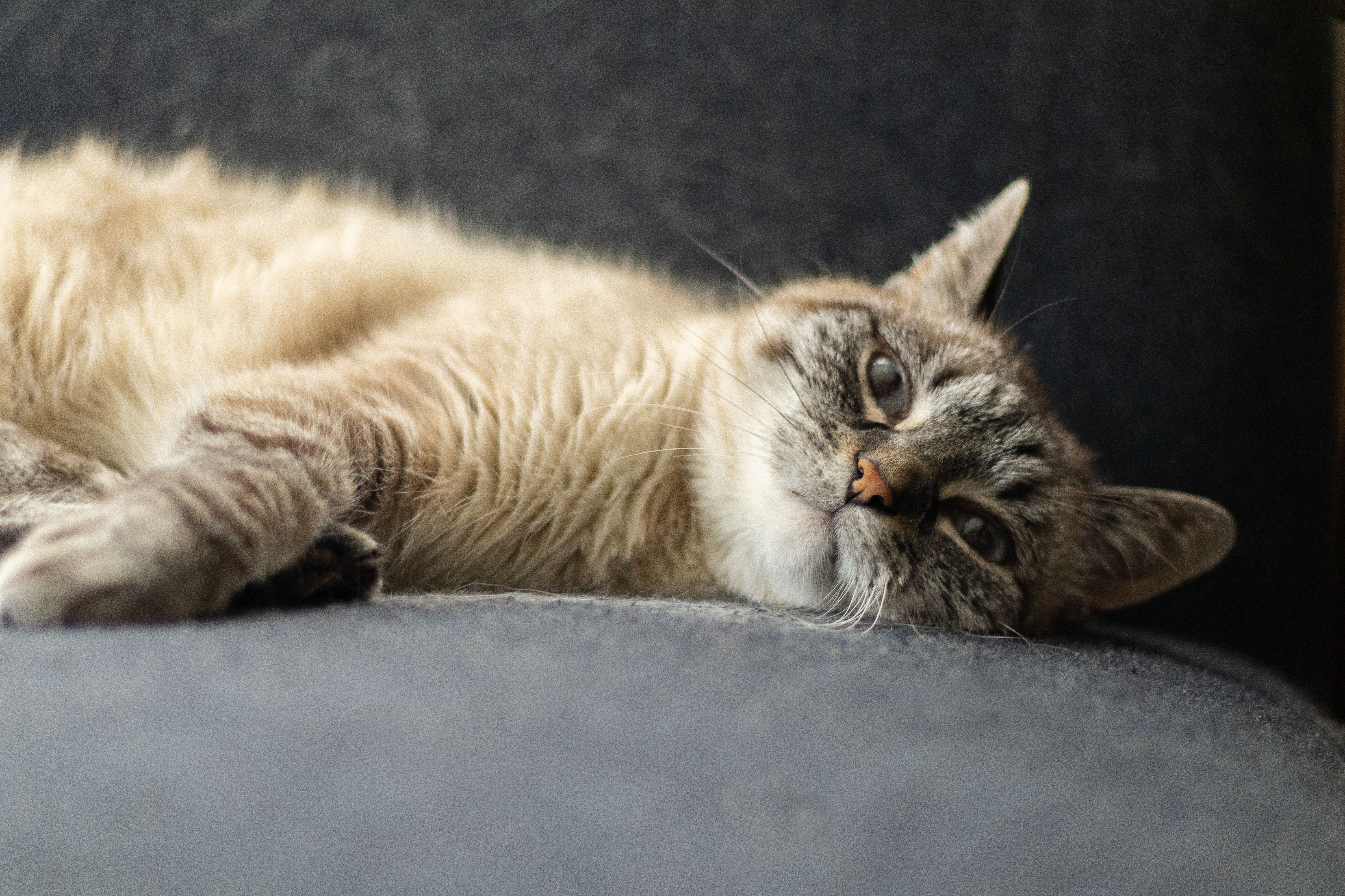 A relaxed Siamese cat lounging comfortably on a sofa, basking in natural light.