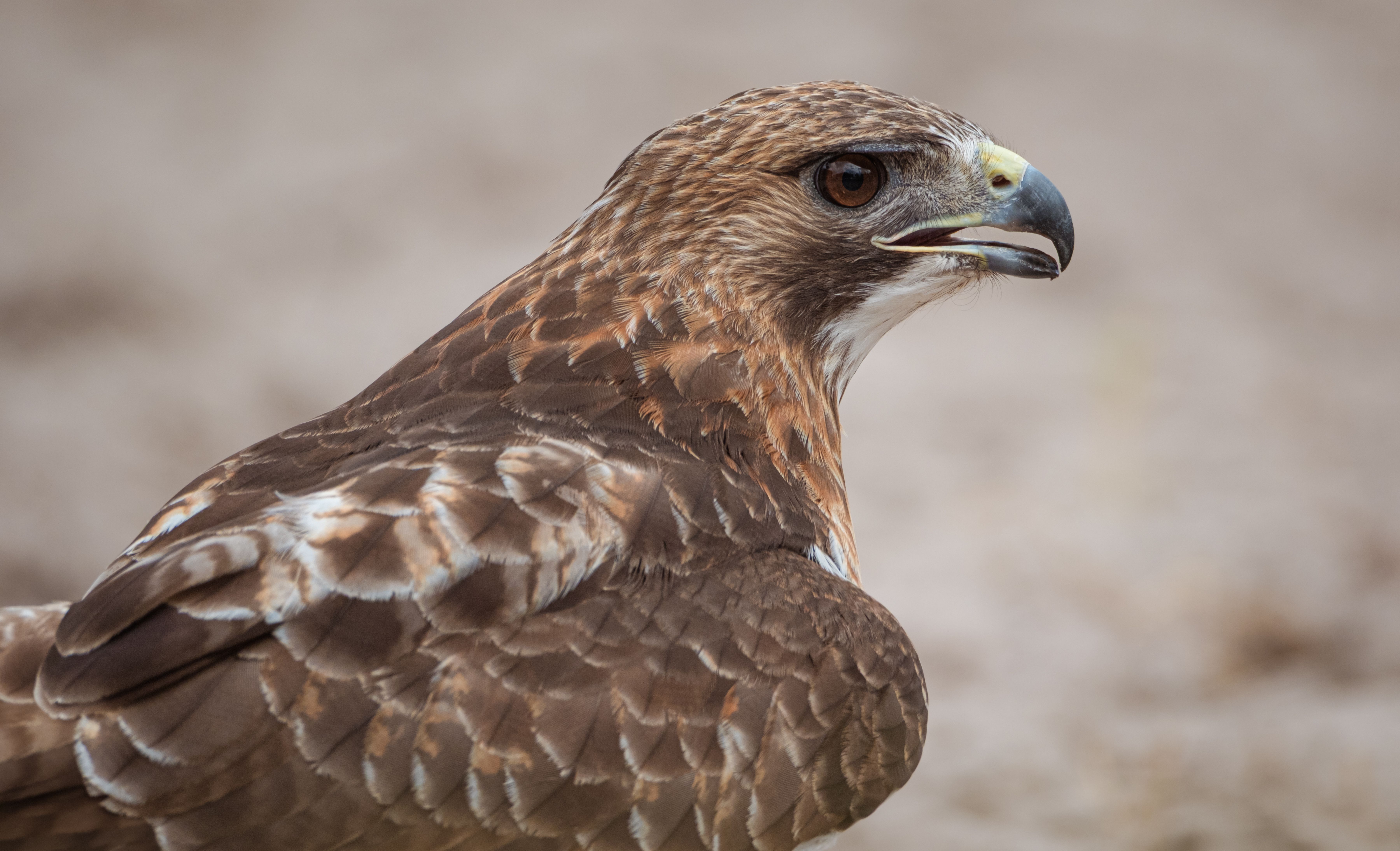 Close-up Portrait of a Majestic Hawk · Free Stock Photo