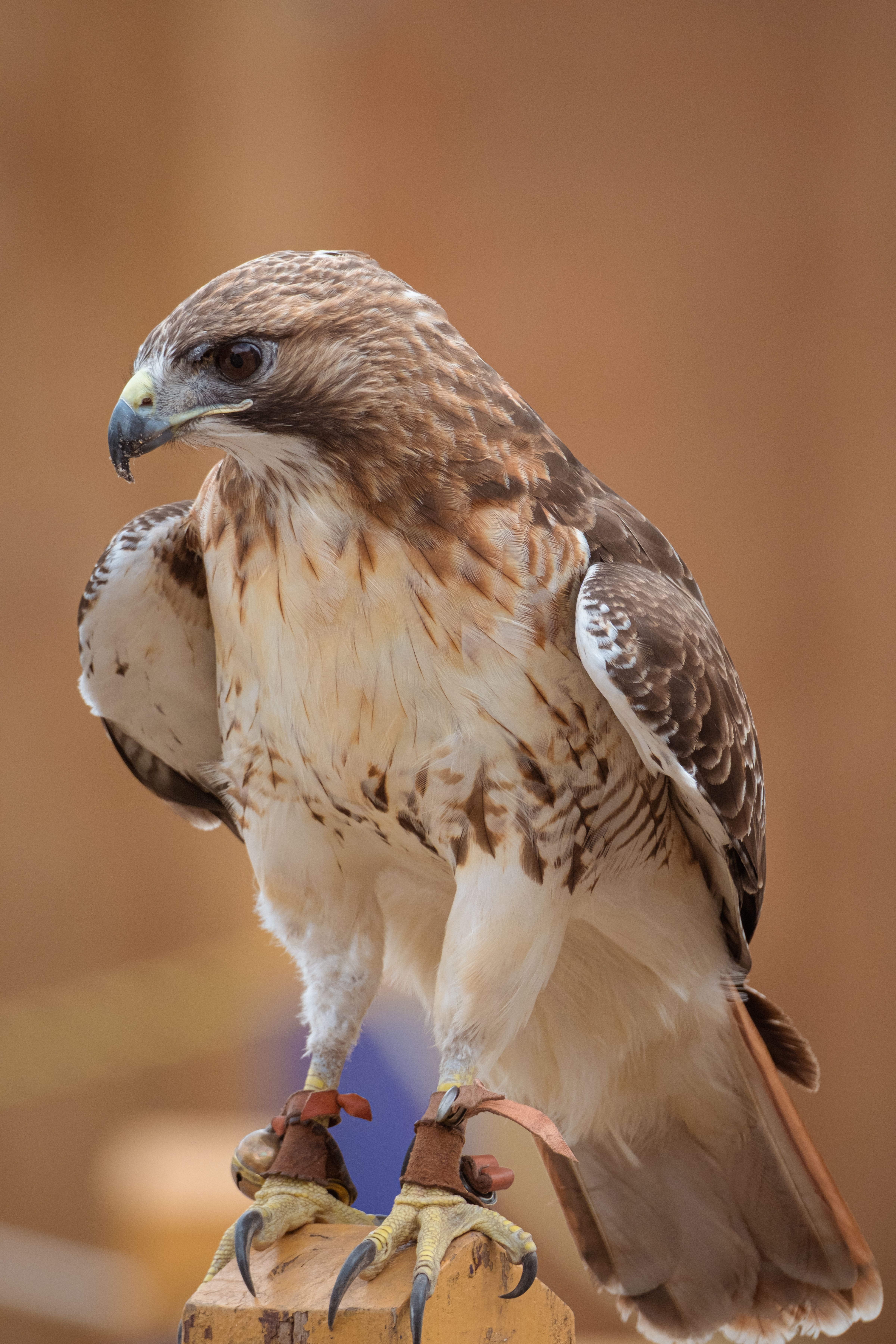 Red-tailed Hawk perches majestically in Florida · Free Stock Photo