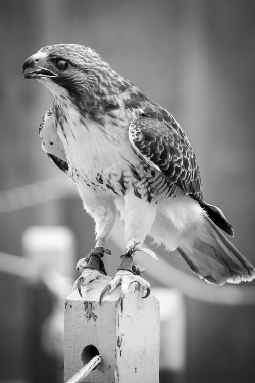 Free Close-up of a Red-tailed Hawk perched on a post, captured in monochrome. Stock Photo