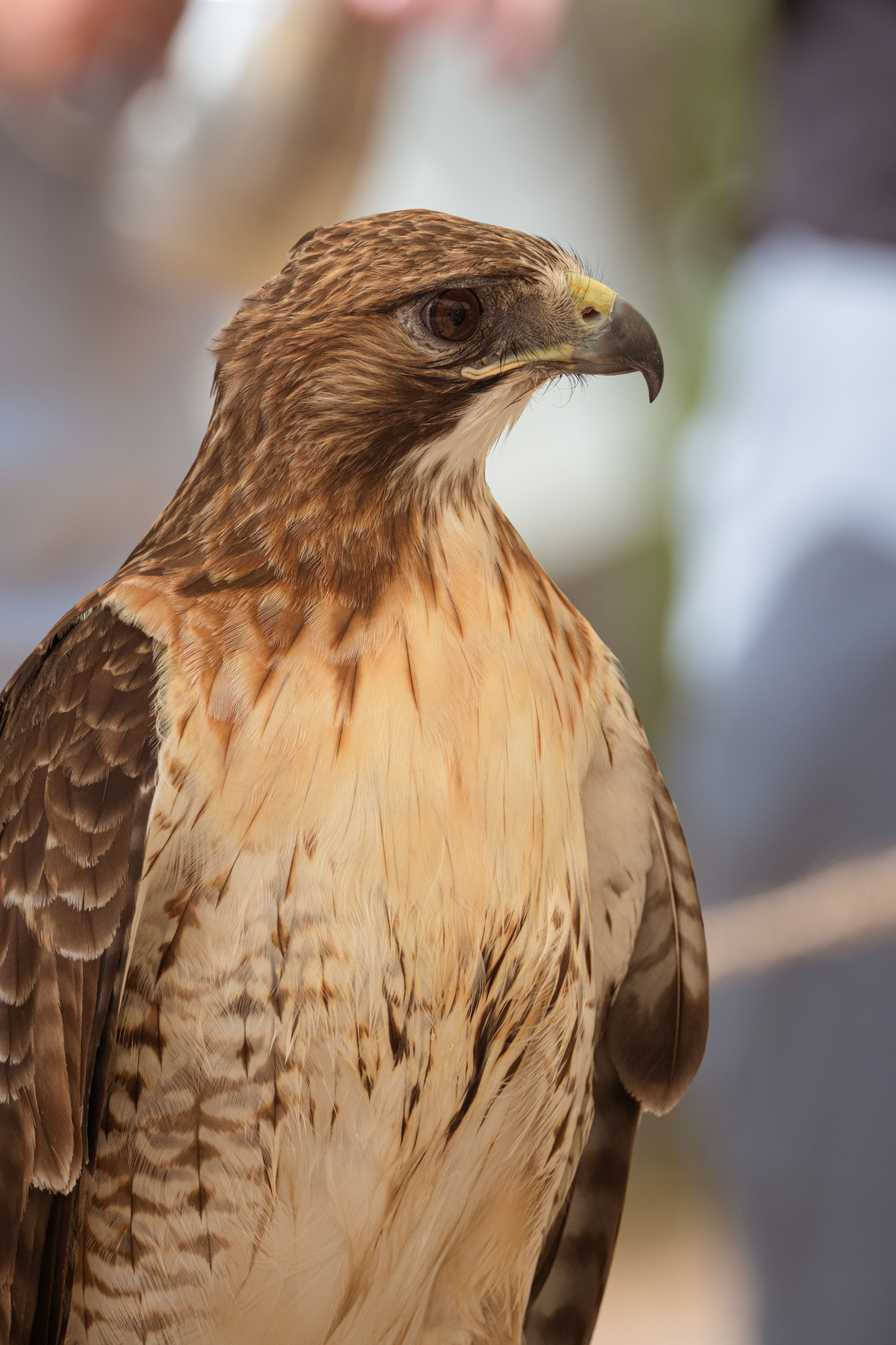 Close-up of a Red-Tailed Hawk in Florida · Free Stock Photo