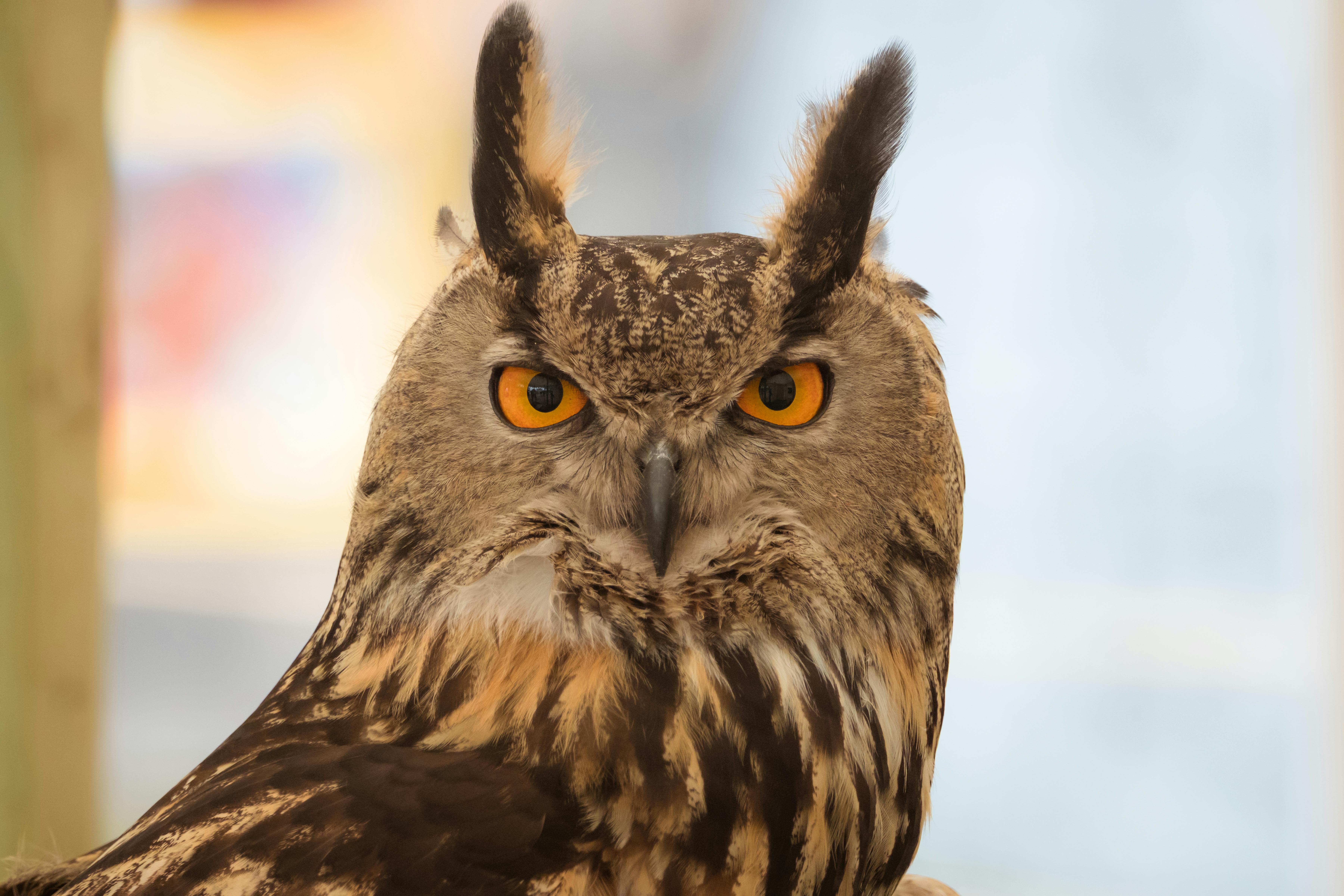 Gratuit Gros plan détaillé d'un hibou grand-duc d'Eurasie saisissant mettant en valeur ses yeux perçants. Photos