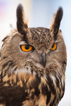 owl photo