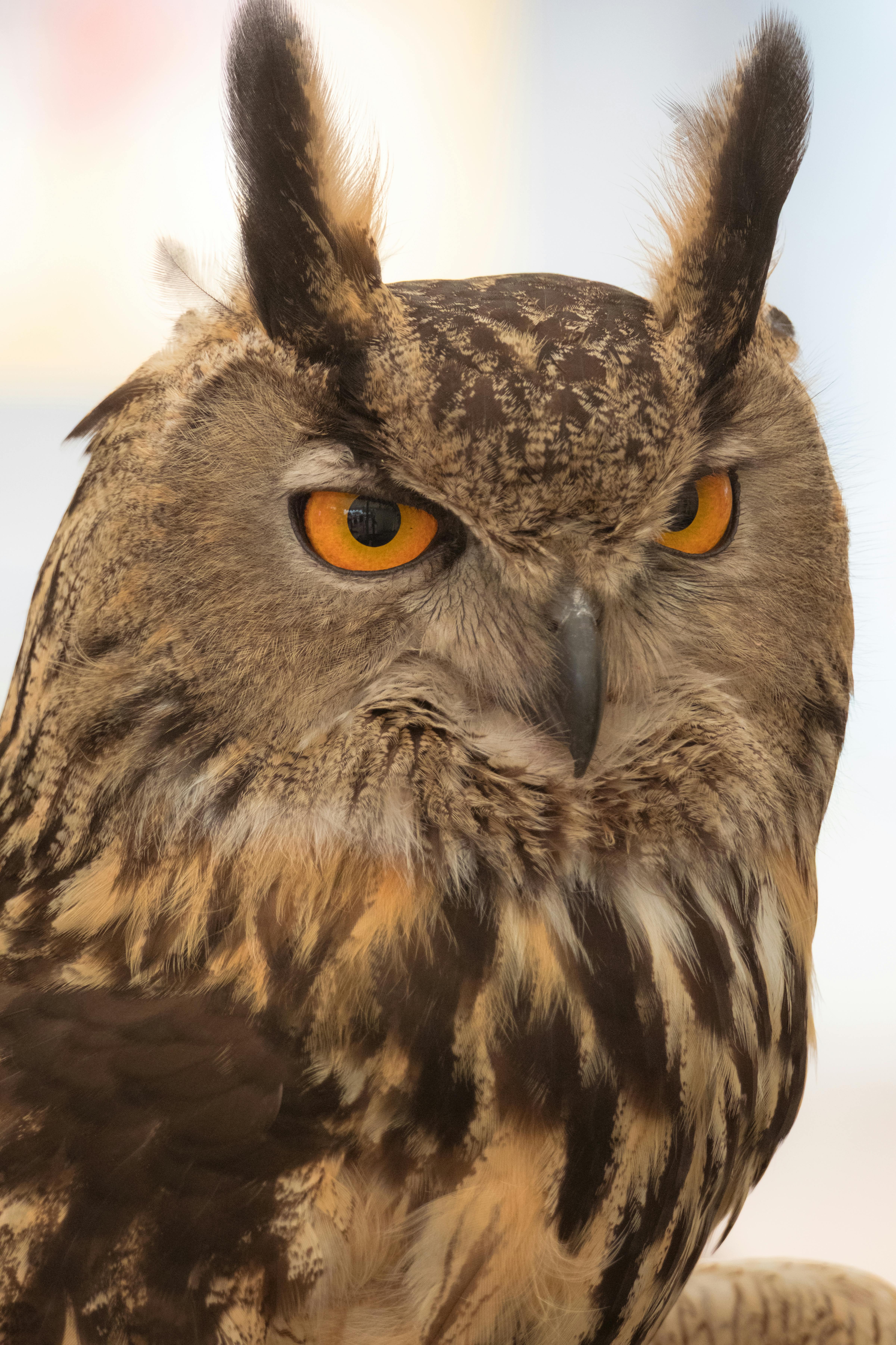 Gratuit Image détaillée d'un hibou grand-duc d'Eurasie avec des yeux orange frappants. Photos