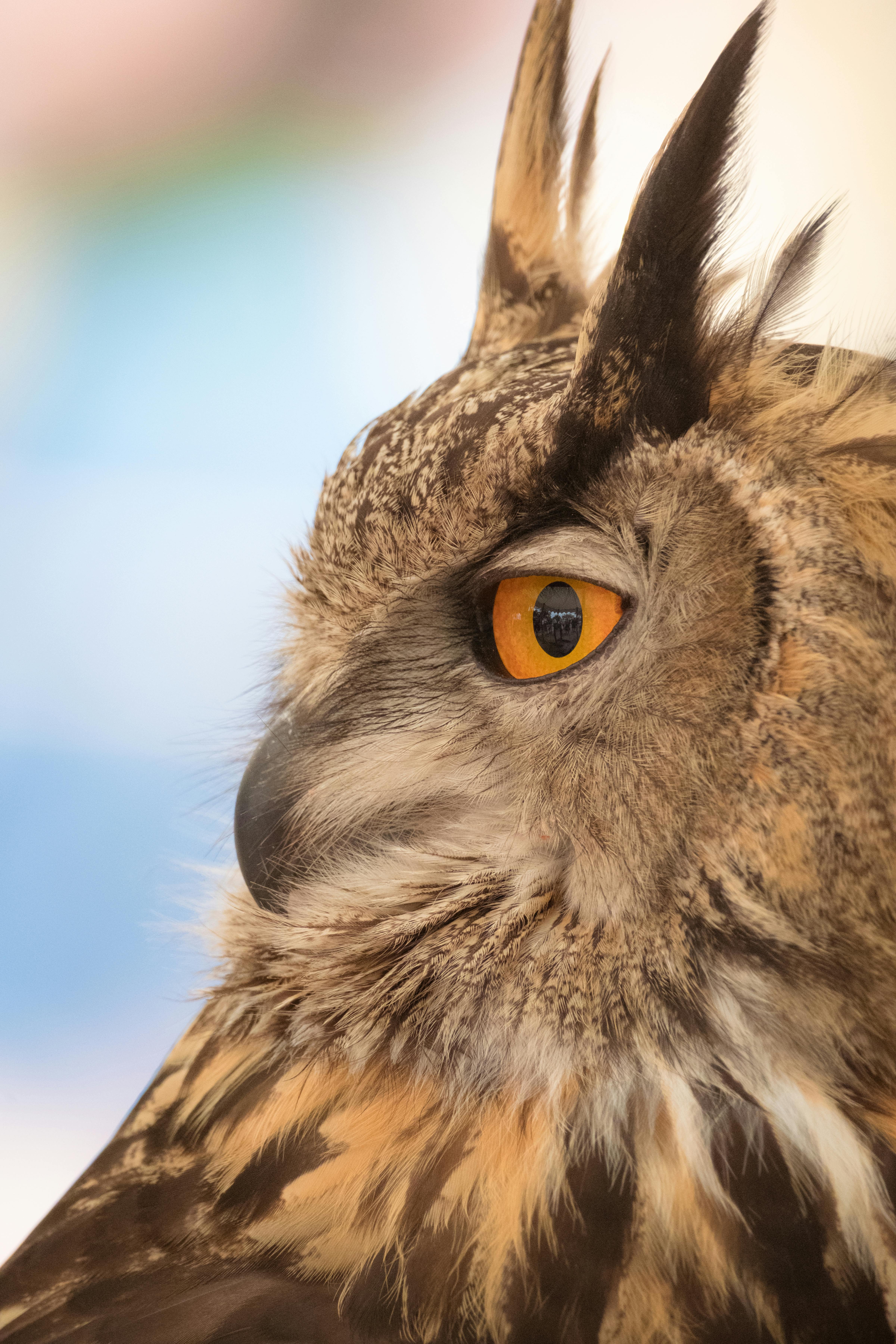 Gratuit Gros plan détaillé d'un hibou grand-duc d'Eurasie mettant en valeur ses yeux orange saisissants et ses plumes détaillées. Photos