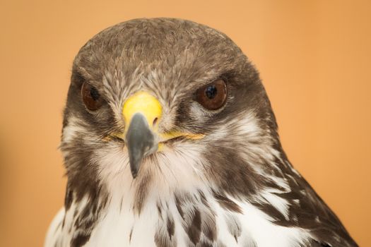 Detailed close-up of a Ferruginous Hawk, showcasing its piercing gaze and intricate plumage.