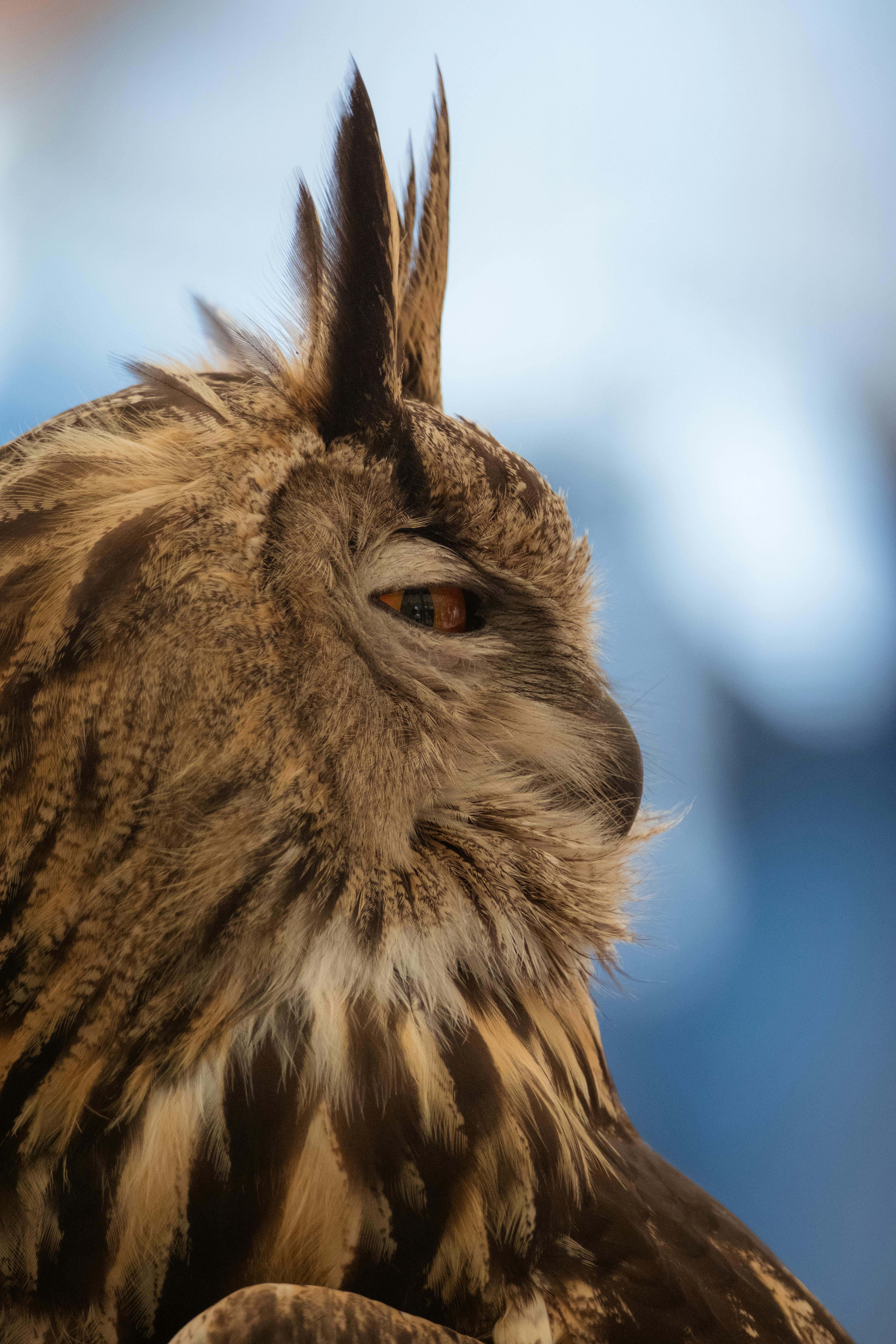 Gratuit Oiseau Photos