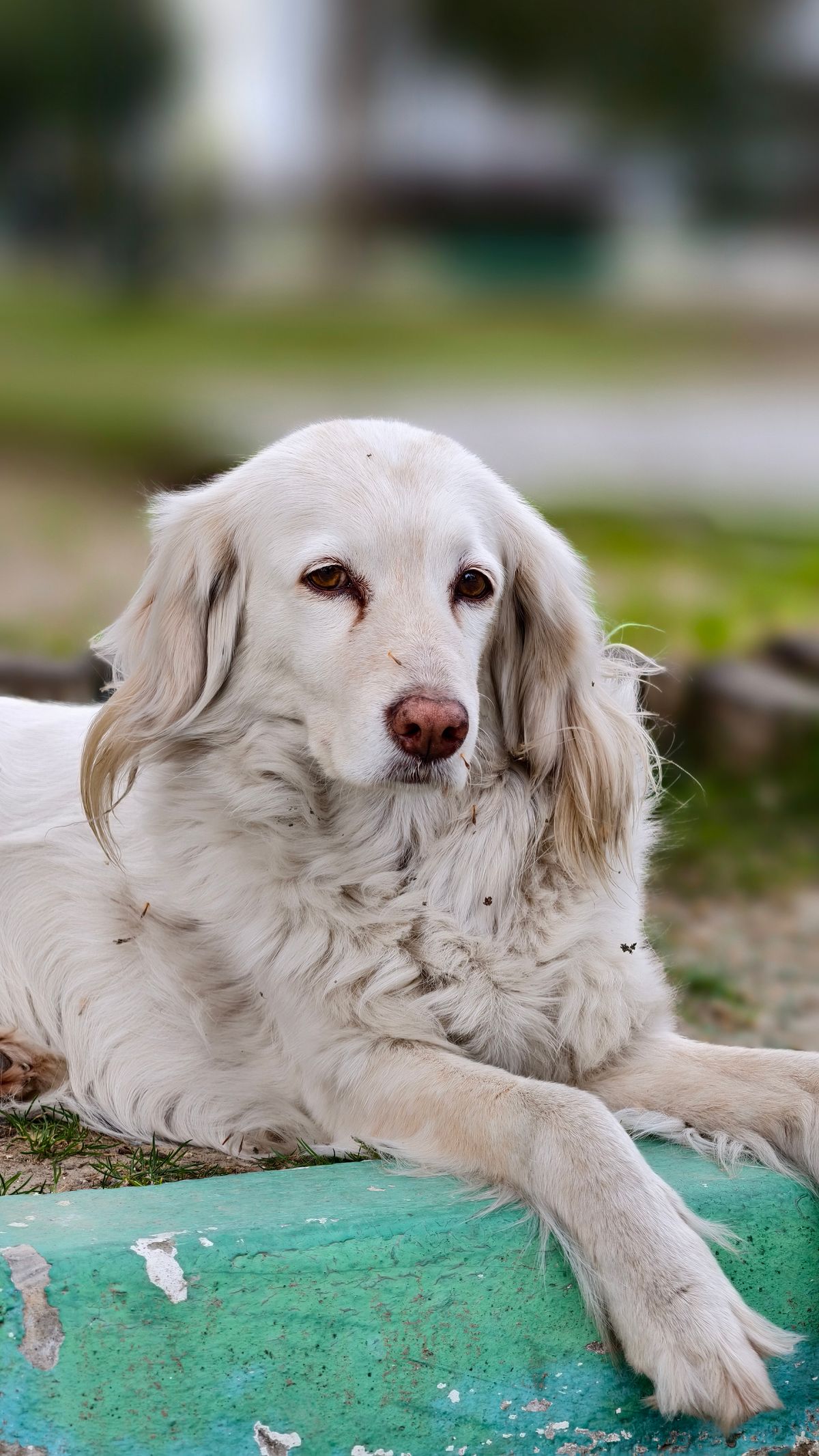 Gentle white dog resting calmly outdoors in soft natural light