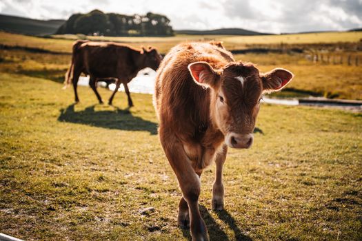 A young calf exploring a sunny, green pasture with cows in the background, showcasing rural farm life.