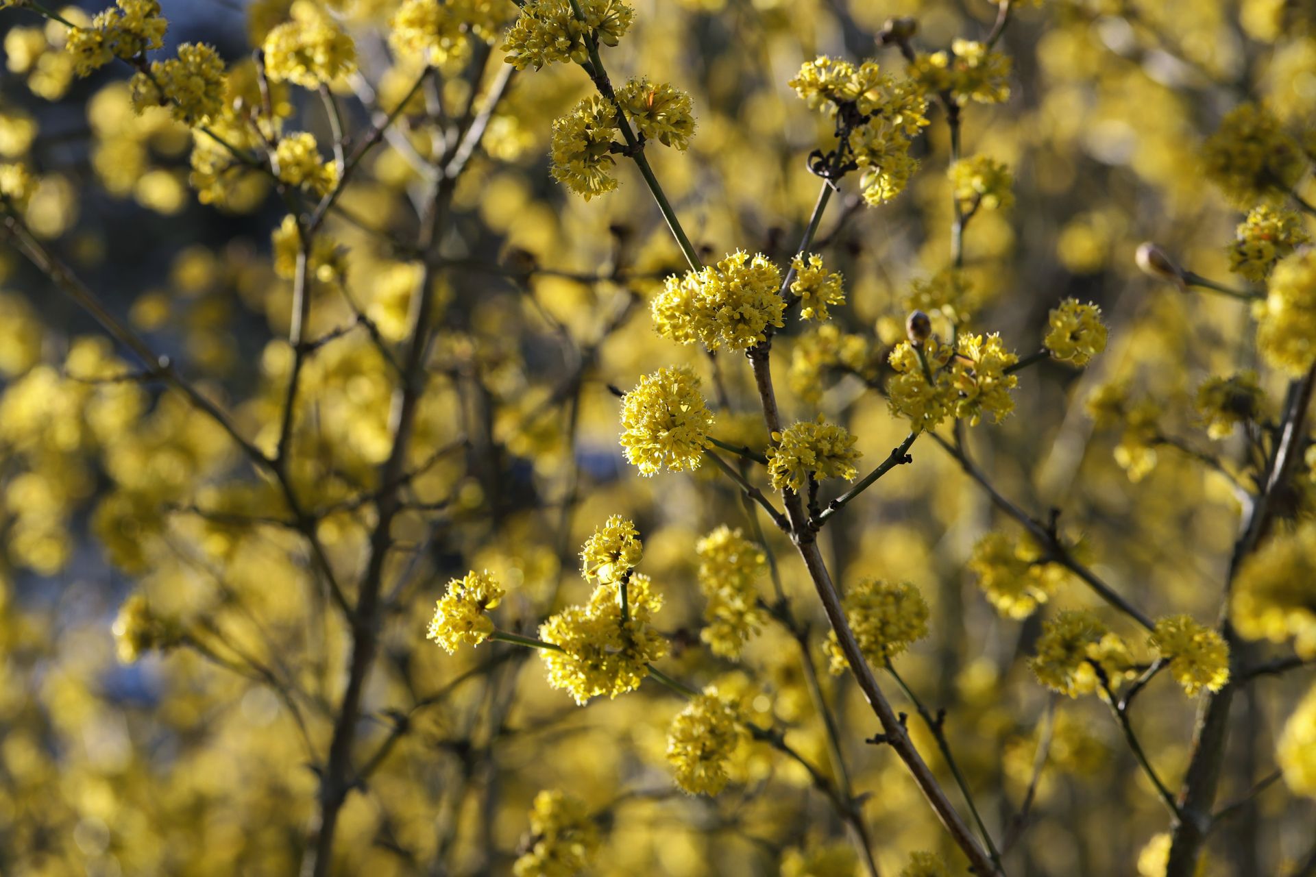 Vibrant Cornelian cherry blossoms against a clear spring sky.